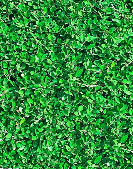 標(biāo)題:地毯草
瀏覽次數(shù):2747
發(fā)表時(shí)間:2017-11-02