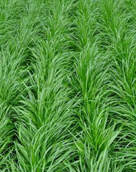 標題：多年生黑麥草
瀏覽次數：2767
發表時間：2017-11-02