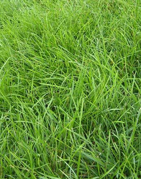 標(biāo)題：高羊茅
瀏覽次數(shù)：3225
發(fā)表時(shí)間：2017-11-02