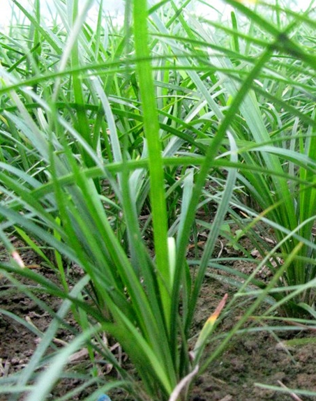 標題:麥冬
瀏覽次數(shù):4153
發(fā)表時間:2017-11-02