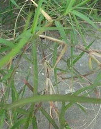 標題：狗牙根
瀏覽次數：2944
發表時間：2017-11-02