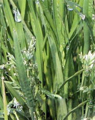 標題：剪股穎
瀏覽次數：2897
發表時間：2017-11-02