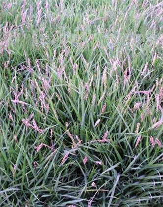 標題：結縷草
瀏覽次數：4134
發表時間：2017-11-02