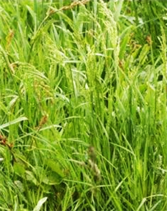 標題：普通早熟禾
瀏覽次數：4152
發表時間：2017-11-02