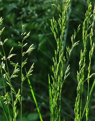 標題：葦狀羊茅
瀏覽次數：3793
發表時間：2017-11-02