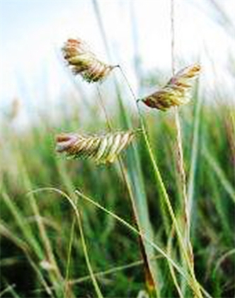 標題：野牛草
瀏覽次數：3331
發表時間：2017-11-02