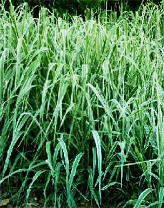 標題：紫羊茅
瀏覽次數：3476
發表時間：2017-11-02