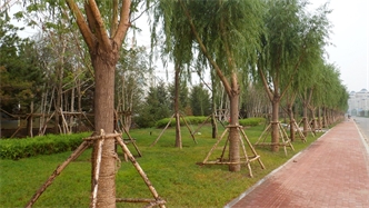 標題：通遼市勝利北路道路景觀綠化
瀏覽次數：1948
發表時間：2020-10-16