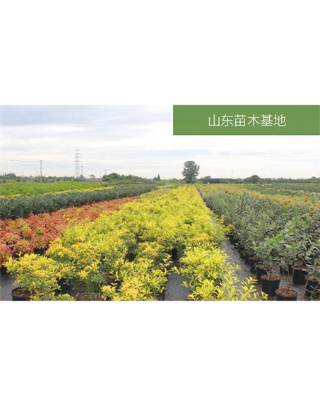 標題：苗木基地
瀏覽次數(shù)：2534
發(fā)表時間：2020-10-17