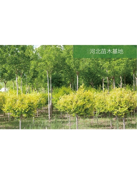 標題：苗木基地
瀏覽次數：2498
發表時間：2020-10-17