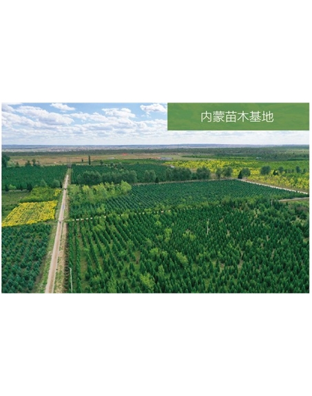 標(biāo)題：苗木基地
瀏覽次數(shù)：2377
發(fā)表時間：2020-10-17