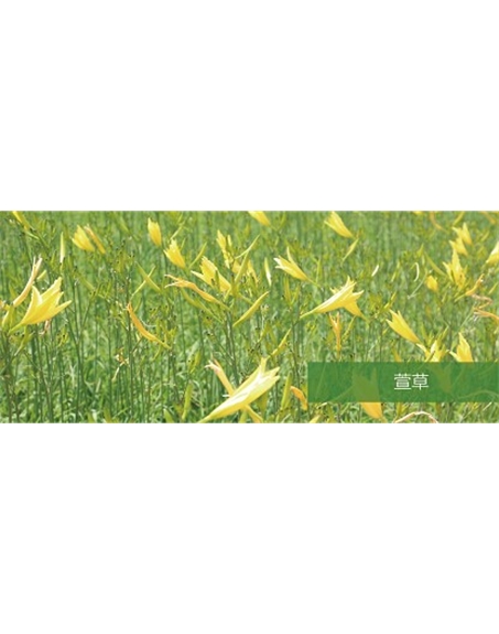 標題：地被
瀏覽次數：1945
發表時間：2020-10-17