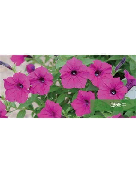 標題：地被
瀏覽次數：2343
發表時間：2020-10-17