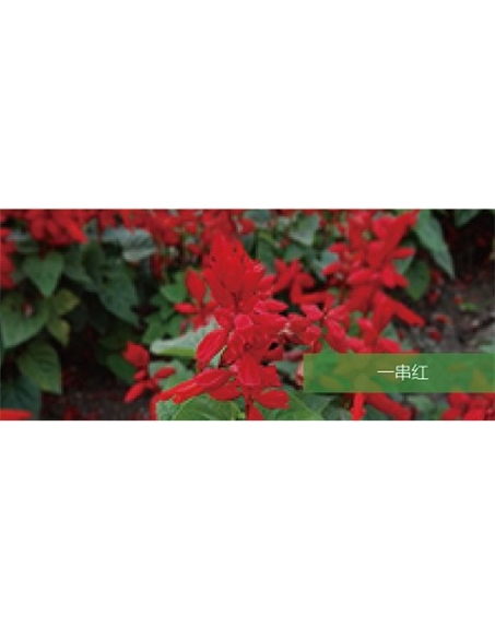 標題：地被
瀏覽次數：2192
發表時間：2020-10-17