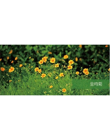 標題：地被
瀏覽次數：2249
發表時間：2020-10-17