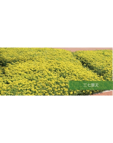 標(biāo)題：地被
瀏覽次數(shù)：2324
發(fā)表時間：2020-10-17