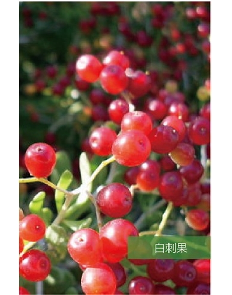 標題：名貴樹種
瀏覽次數：1822
發表時間：2020-10-17