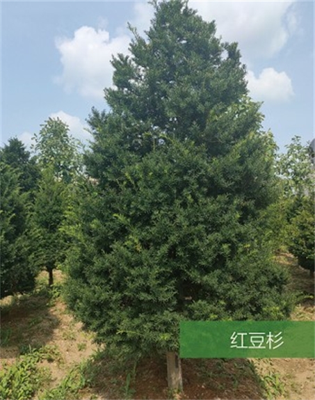 標題：名貴樹種
瀏覽次數：2142
發表時間：2020-10-17