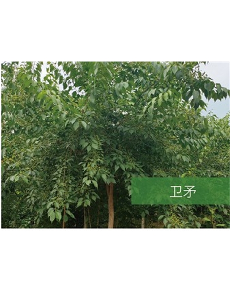 標題：喬灌木
瀏覽次數(shù)：2411
發(fā)表時間：2020-10-17