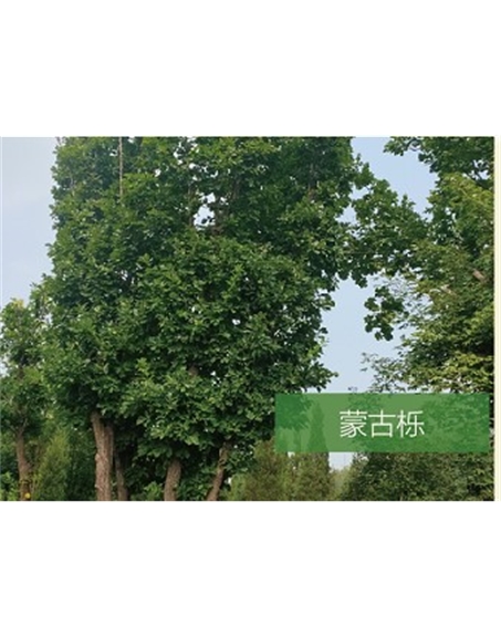 標題：喬灌木
瀏覽次數：2537
發表時間：2020-10-17