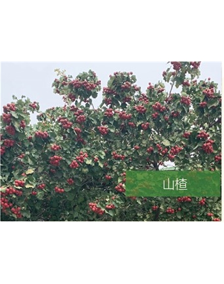 標題：喬灌木
瀏覽次數：2438
發表時間：2020-10-17