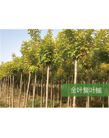 標題：喬灌木
瀏覽次數：2384
發表時間：2020-10-17