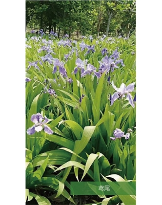 標(biāo)題：地被
瀏覽次數(shù)：1827
發(fā)表時(shí)間：2020-10-17