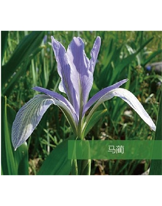 標(biāo)題：地被
瀏覽次數(shù)：1850
發(fā)表時(shí)間：2020-10-17