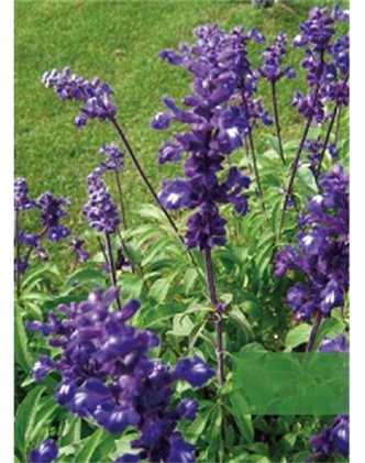 標(biāo)題：地被
瀏覽次數(shù)：1910
發(fā)表時(shí)間：2020-10-17