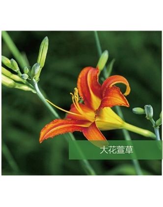 標(biāo)題：地被
瀏覽次數(shù)：1827
發(fā)表時(shí)間：2020-10-17