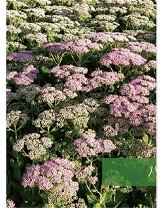 標(biāo)題：地被
瀏覽次數(shù)：1907
發(fā)表時(shí)間：2020-10-17