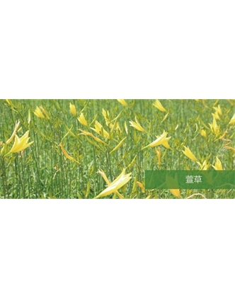 標(biāo)題：地被
瀏覽次數(shù)：1944
發(fā)表時(shí)間：2020-10-17