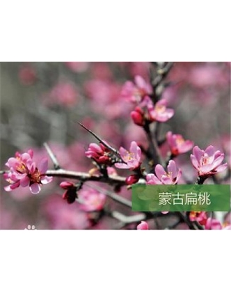 標題：名貴樹種
瀏覽次數：1782
發表時間：2020-10-17